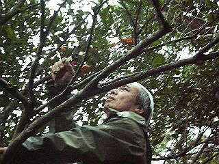 タンカンの剪定作業
