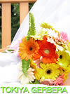 snjhx`@GERBERA