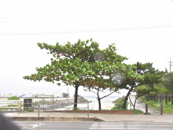 干潮で港川の水位も低いです